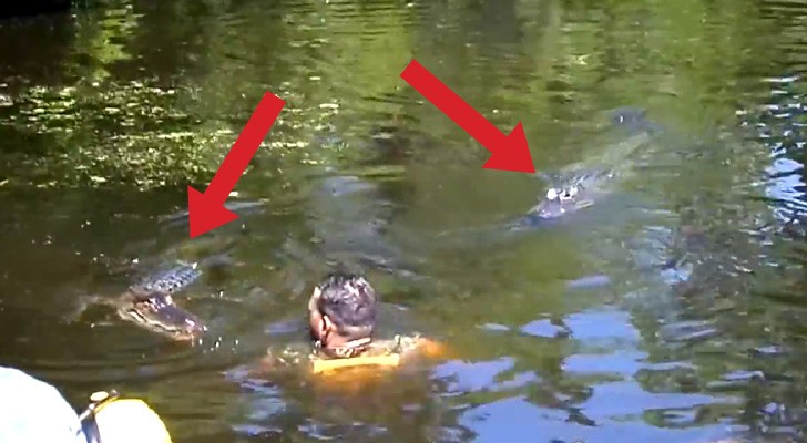 When this man dived in the water with the alligators, the tourists couldn't believe their eyes
