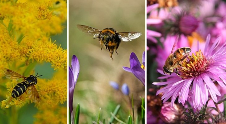 Attirare le api in giardino: 14 fiori che facilitano il compito