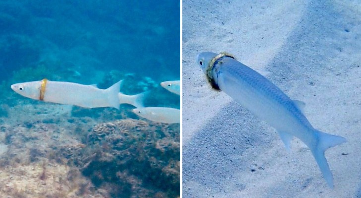 Mannen tappar sin vigselring på semestern, den återfinns runt en fisk