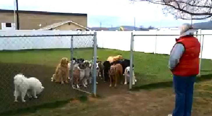 16 dogs are behind a gate, what they do is amazing and ... there's a surprising ending !