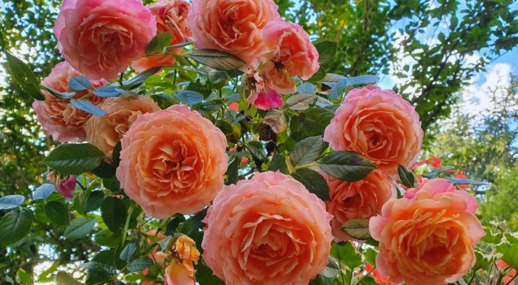 Strauchrosen: 7 nützliche Tipps für den Anbau schöner Rosen