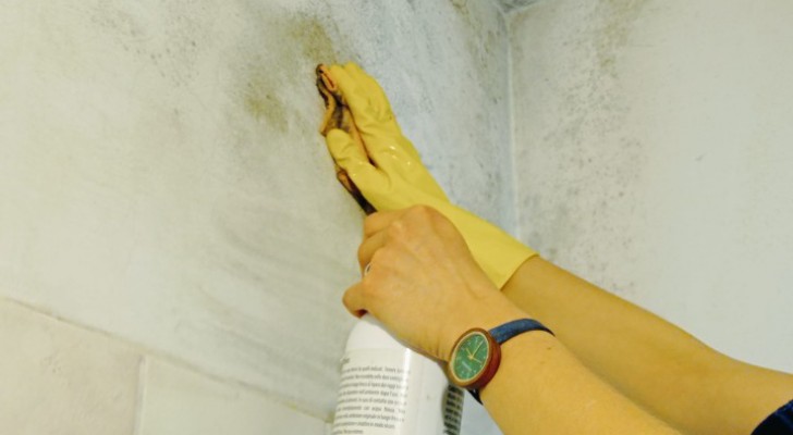 Schimmel verwijderen uit douchecabines, muren en hout: nuttige tips