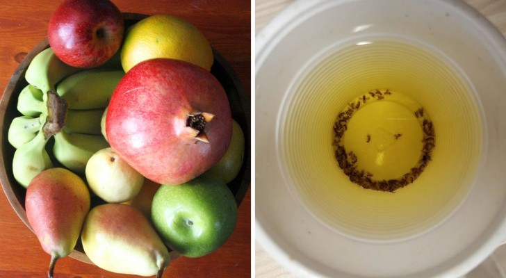 Moscerini sulla frutta: 9 trucchi fai-da-te e naturali per farli sparire