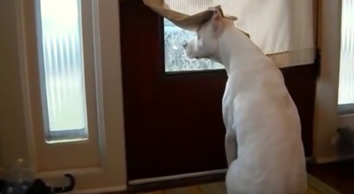 Un chien attend à la porte: ce qu'il se passe après quelques secondes va vous faire sourire!