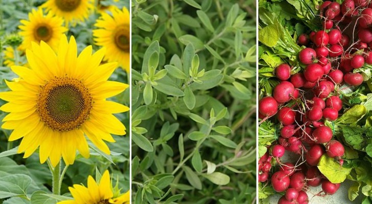 Coltivare l'orto: le 8 migliori piante da crescere accanto ai pomodori