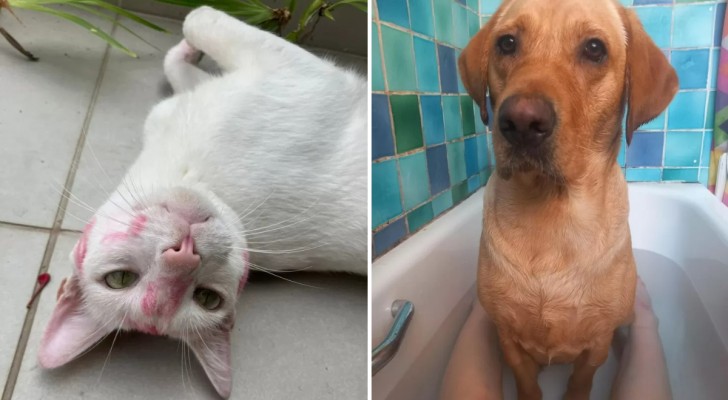 16 photos d'animaux qui sont la quintessence de la sympathie et de la tendresse