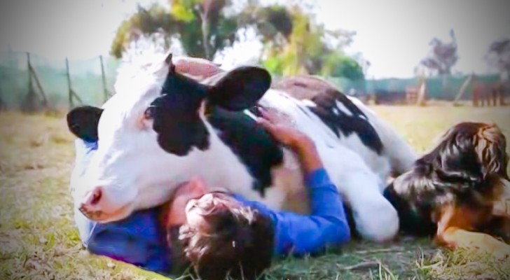 He's rescued from a dairy farm immediately after birth: his behavior now, will leave you stunned!