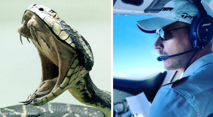 Pilota trova un serpente velenoso sotto il suo sedile: tenta un atterraggio di emergenza