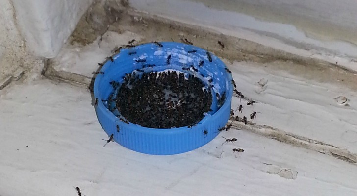 Ameisen aus dem Haus halten: 6 Hausmittel gegen das lästige Problem