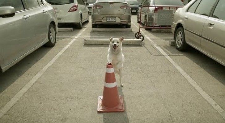 Un perro espera su amigo en un estacionamiento: el motivo les regalara una emocion