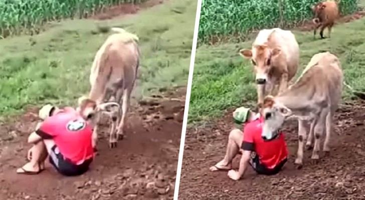 Un jeune agriculteur fait semblant d'être triste devant ses animaux : ils courent pour le consoler (+VIDEO)