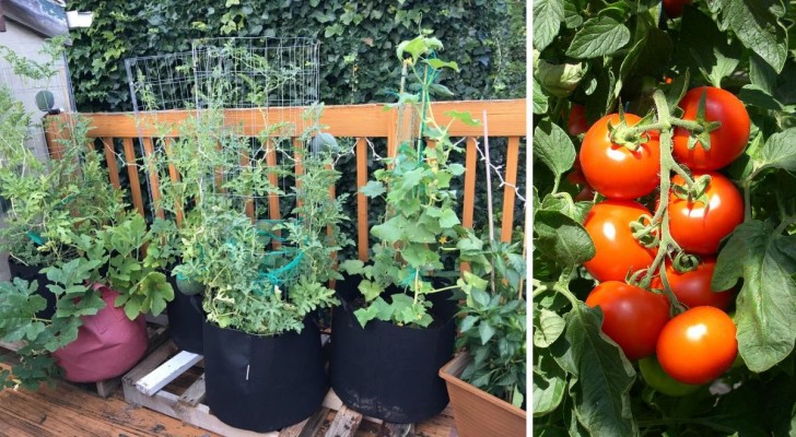 Orto in balcone: gli ortaggi più comodi da coltivare per una resa migliore