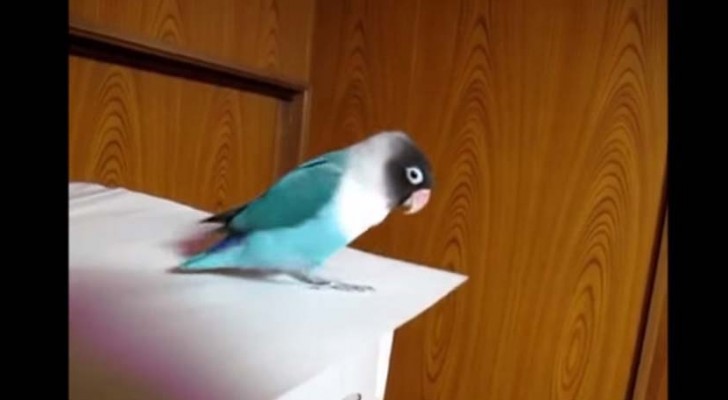 Han sätter på sin favoritlåt och börjar filma: papegojans reaktion är underbar!