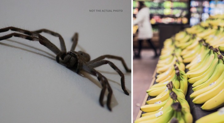 Hij koopt een zak bananen in de supermarkt en vind daarin een enorme, giftige spin