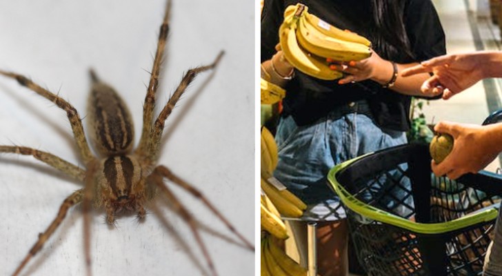 Chega em casa das compras e encontra uma enorme aranha venenosa entre os produtos comprados