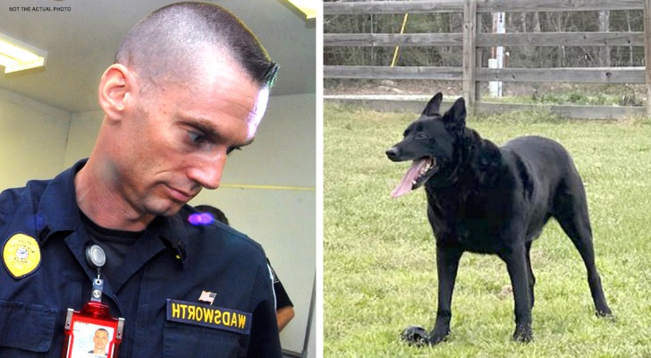 En polis blir omringad av 3 brottslingar, men hans hund ingriper och jagar iväg dem