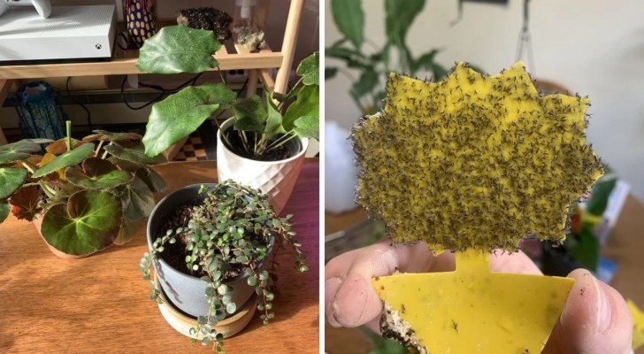 Småflugor på krukväxterna: 5 metoder för att bli av med dem och rädda ditt gröna hörn