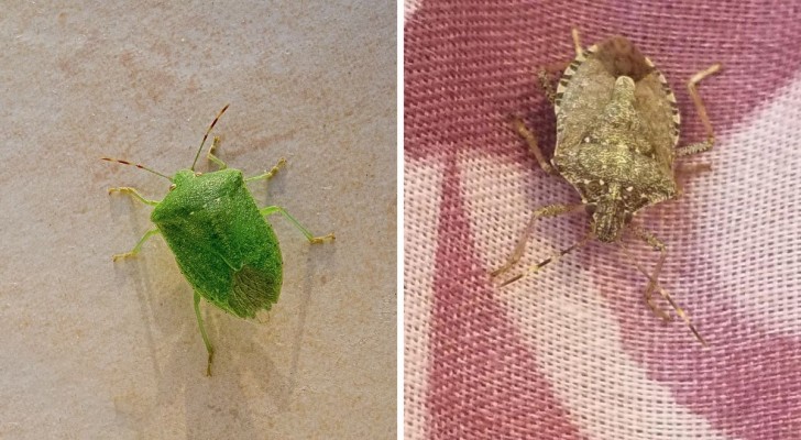 Stink bugs on your laundry? Keep them away using a very simple tip