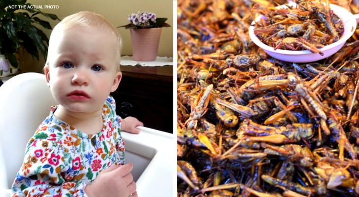 Dá grilos para a filha de um ano e meio comer: "economizo centenas de euros em compras"