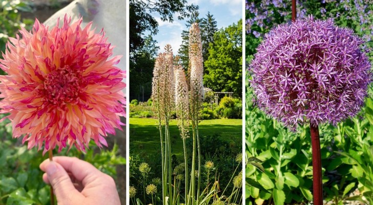 Create un giardino unico con queste 8 specie dai fiori giganti