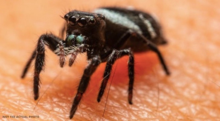 Hij wordt 100 keer gebeten door een kolonie spinnen: man gedwongen van huis te vluchten