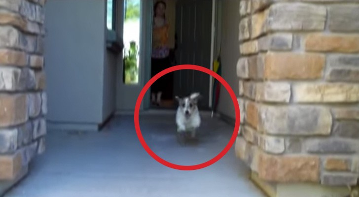 Ela abre a porta de casa: o que este cãozinho irá fazer vai te arrancar um sorriso!