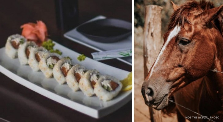 Sushi mit Pferdefleisch: Umfangreicher Handel mit Pferden, die per Flugzeug exportiert werden, aufgedeckt