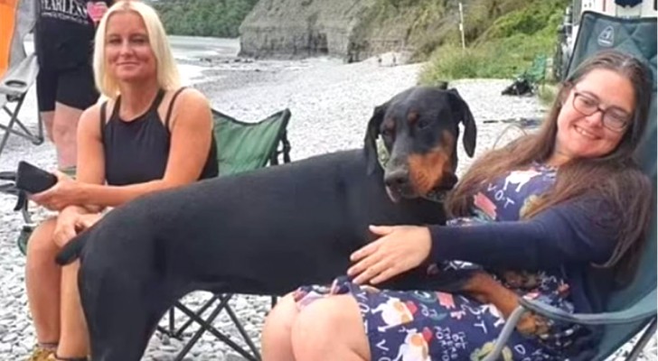 Ihr Hund rettet ihr das Leben: Er „erschnüffelte“ eine kompatible Organspenderin, während sie im Urlaub waren