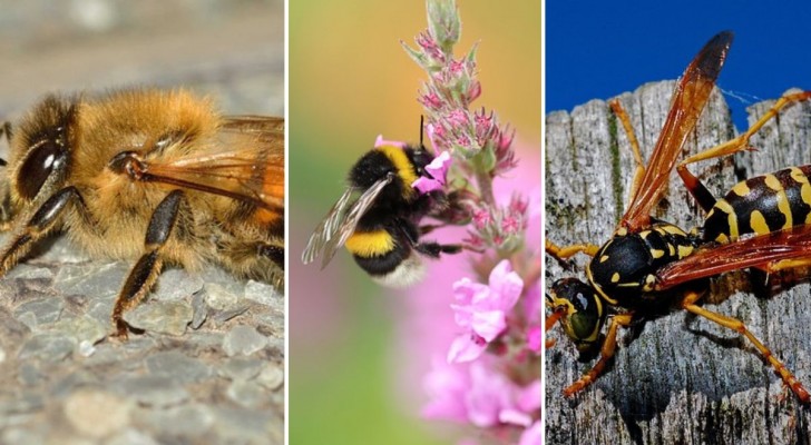 Weet jij hoe je bijen, wespen en hommels kunt onderscheiden? We leggen uit hoe je dat eenvoudig kunt doen