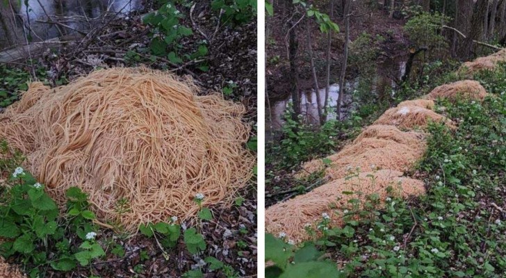 Een berg gekookte pasta gevonden in een bos, aan de oever van een beek