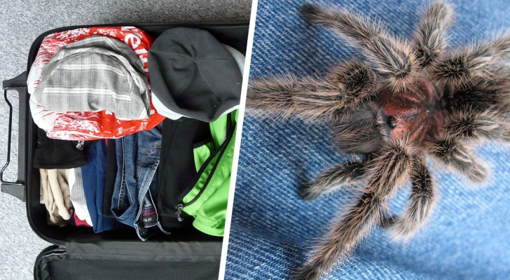 Hij komt thuis van een ontspannende reis: als hij zijn bagage opent, vindt hij een tarantula