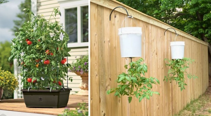 3 ottimi motivi e 3 dritte per coltivare i pomodori in un orto verticale