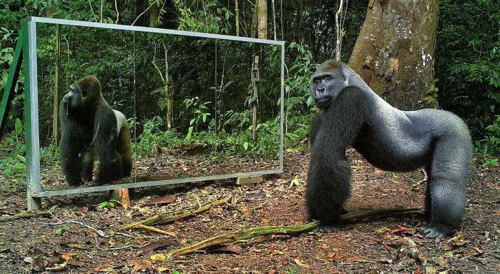 De placerar en spegel i djungel...Se hur djuren reagerar!