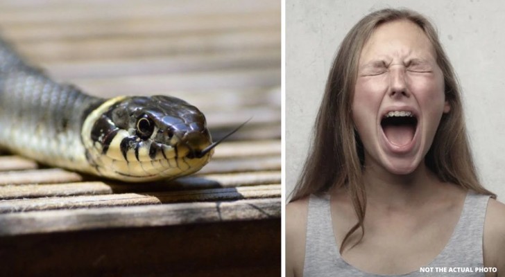 Hon köper sitt första hus med ett helt livs besparingar: hittar 10 ormar i väggen