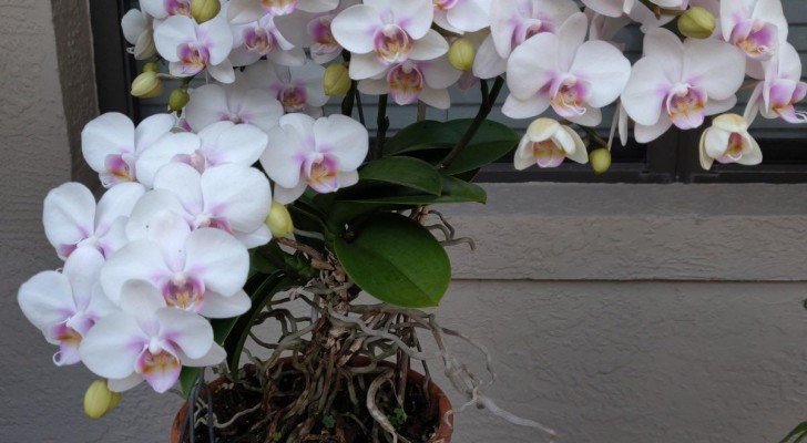 Mit diesem Do-it-yourself-Dünger blühen Ihre Orchideen auf