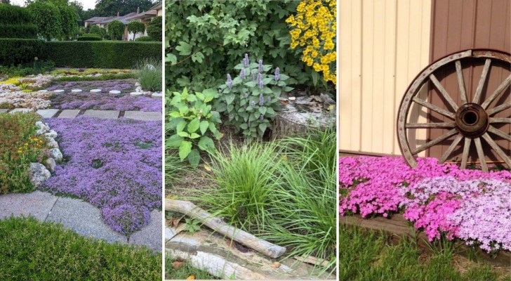 Éliminer les mauvaises herbes naturellement : 10 plantes utiles 