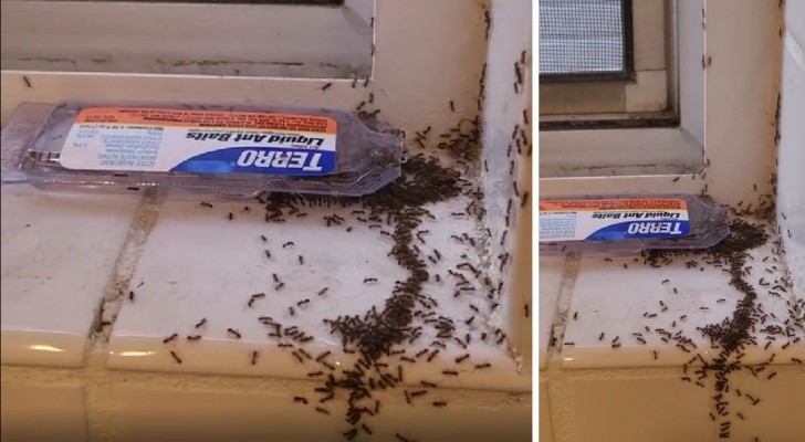Halten Sie Ameisen mit einem einfachen Mittel zum Selbermachen aus Ihrem Haus fern