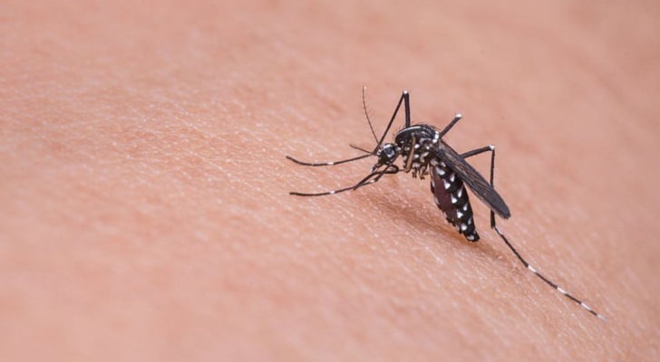 Muggen bestrijden in huis: 3 voorzorgsmaatregelen om ze weg te houden en 6 natuurlijke afweermiddelen om te proberen