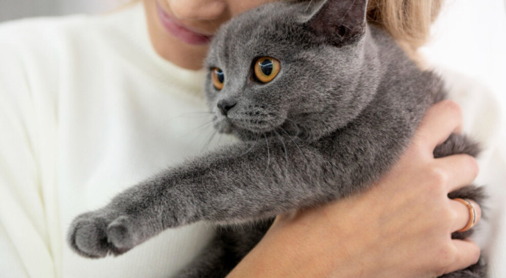 Elle croit que son chat est la réincarnation de son père décédé : son mari le chasse de la maison