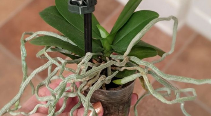 Die 7 Schritte, um Orchideen richtig zu verpflanzen und zum Gedeihen zu bringeN
