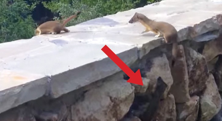 A ferret family climbs over a wall but one stays behind: the ending is adorable !