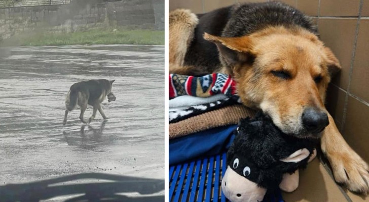 Um cachorro passou meses na rua, muitas vezes na chuva, agarrado ao seu brinquedo fofinho, então alguém interveio