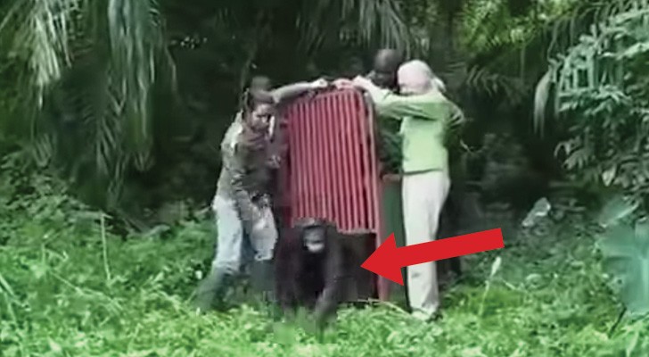 Deze chimpansee is gered van een wisse dood: zijn vrijlating is spectaculair!