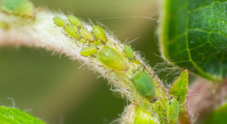 7 Wege, um Blattläuse natürlich, schnell und billig loszuwerden