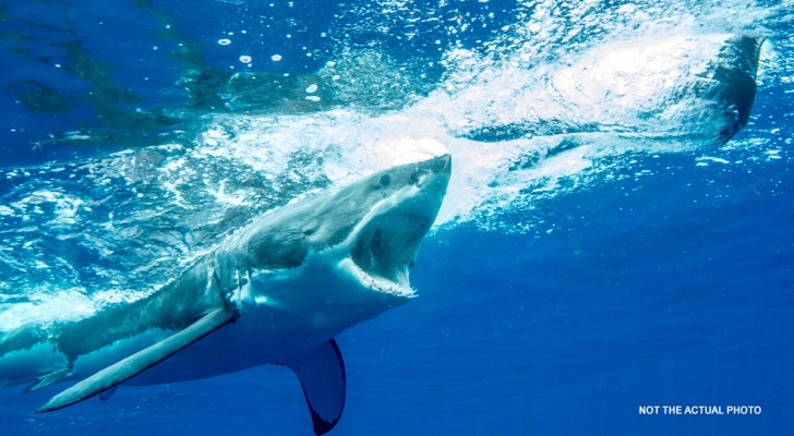 Joven de 13 años se encuentra cara a cara con un tiburón y tuvo que luchar para salvar su vida (+VIDEO)