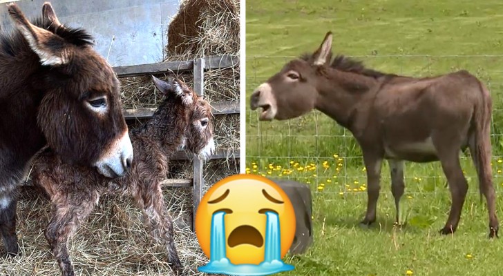 Moeder ezel huilt wanhopig nadat haar kleintje bij haar werd weggehaald (+ VIDEO)