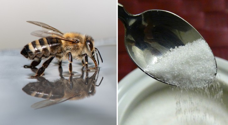 Vermeiden Sie es, Bienen zuckerhaltiges Wasser anzubieten: Das kann sehr negative Folgen haben