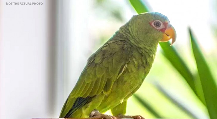 Matrigna decide di lasciare la sua eredità al suo pappagallo: i figliastri sollevano un putiferio
