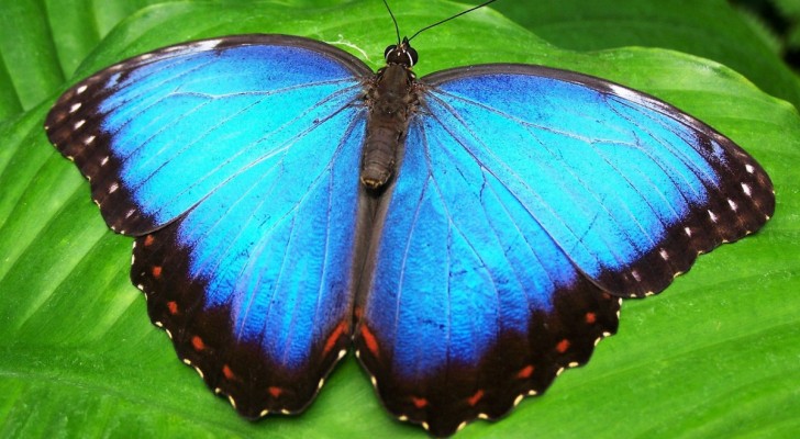 Tutte le farfalle del mondo provengono da un unico antenato: ecco i dettagli della scoperta