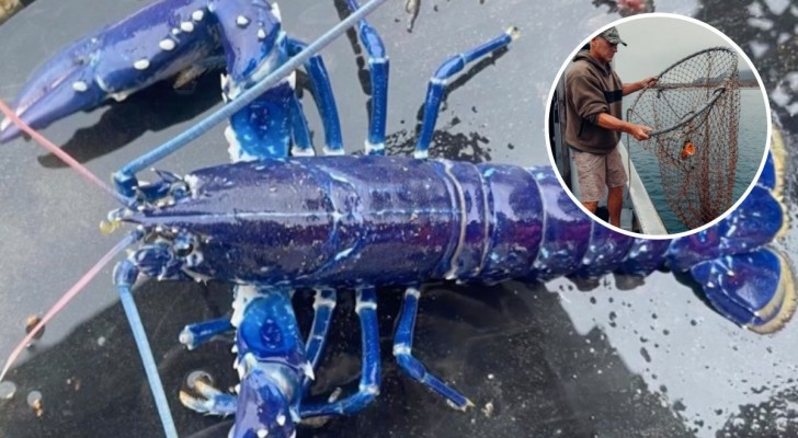 Il pêche un homard bleu électrique rarissime : un spectacle de la nature